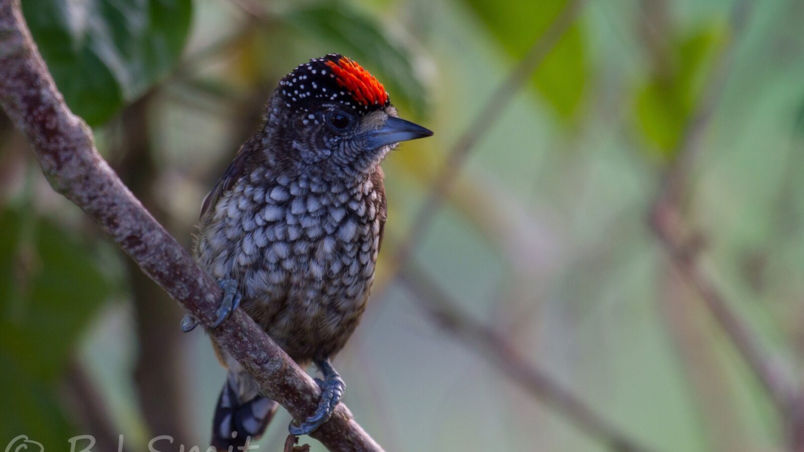 Arrowhead Piculet