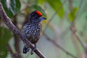 Arrowhead Piculet