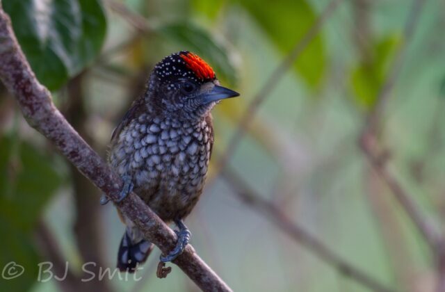 Arrowhead Piculet