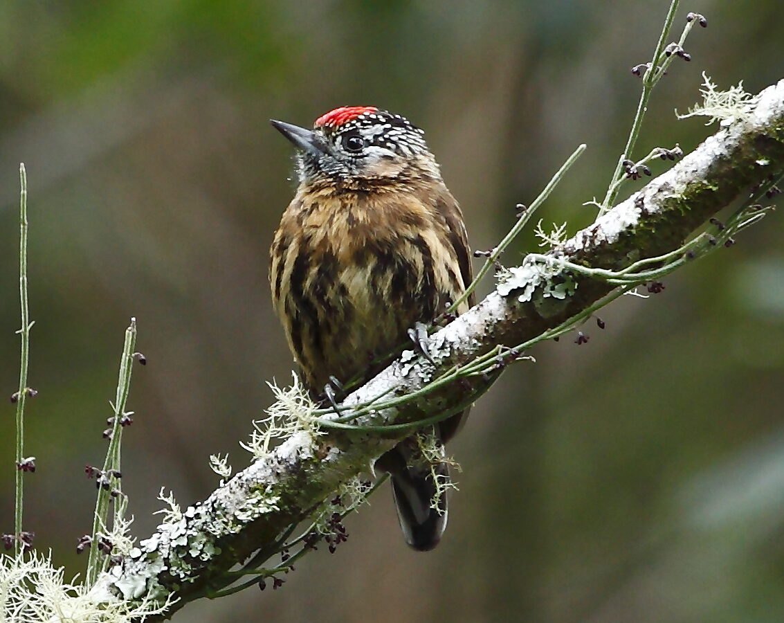 Mottled Piculet