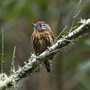 Mottled Piculet