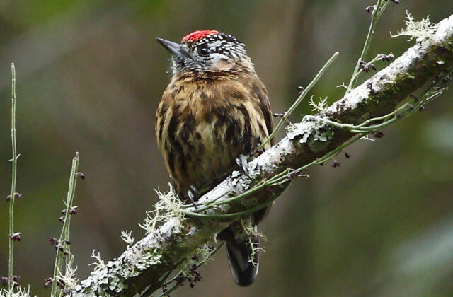 Mottled Piculet