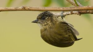 Olivaceous Piculet
