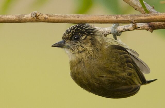 Olivaceous Piculet