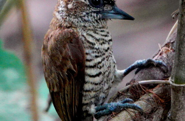 Orinoco Piculet