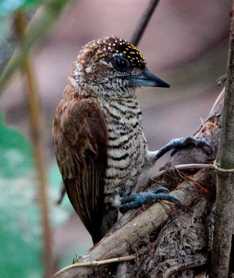 Orinoco Piculet