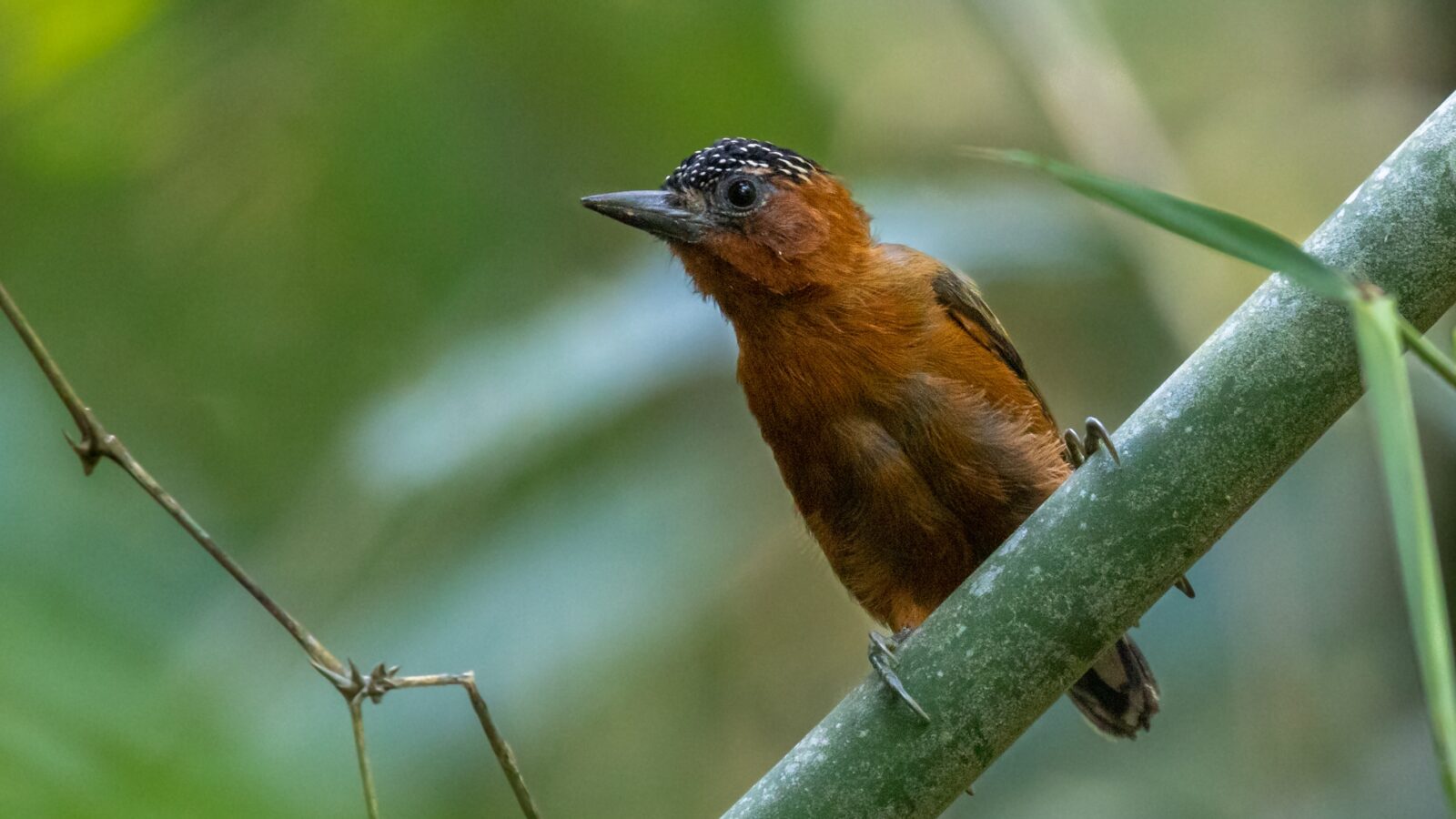 Rufous-breasted Piculet
