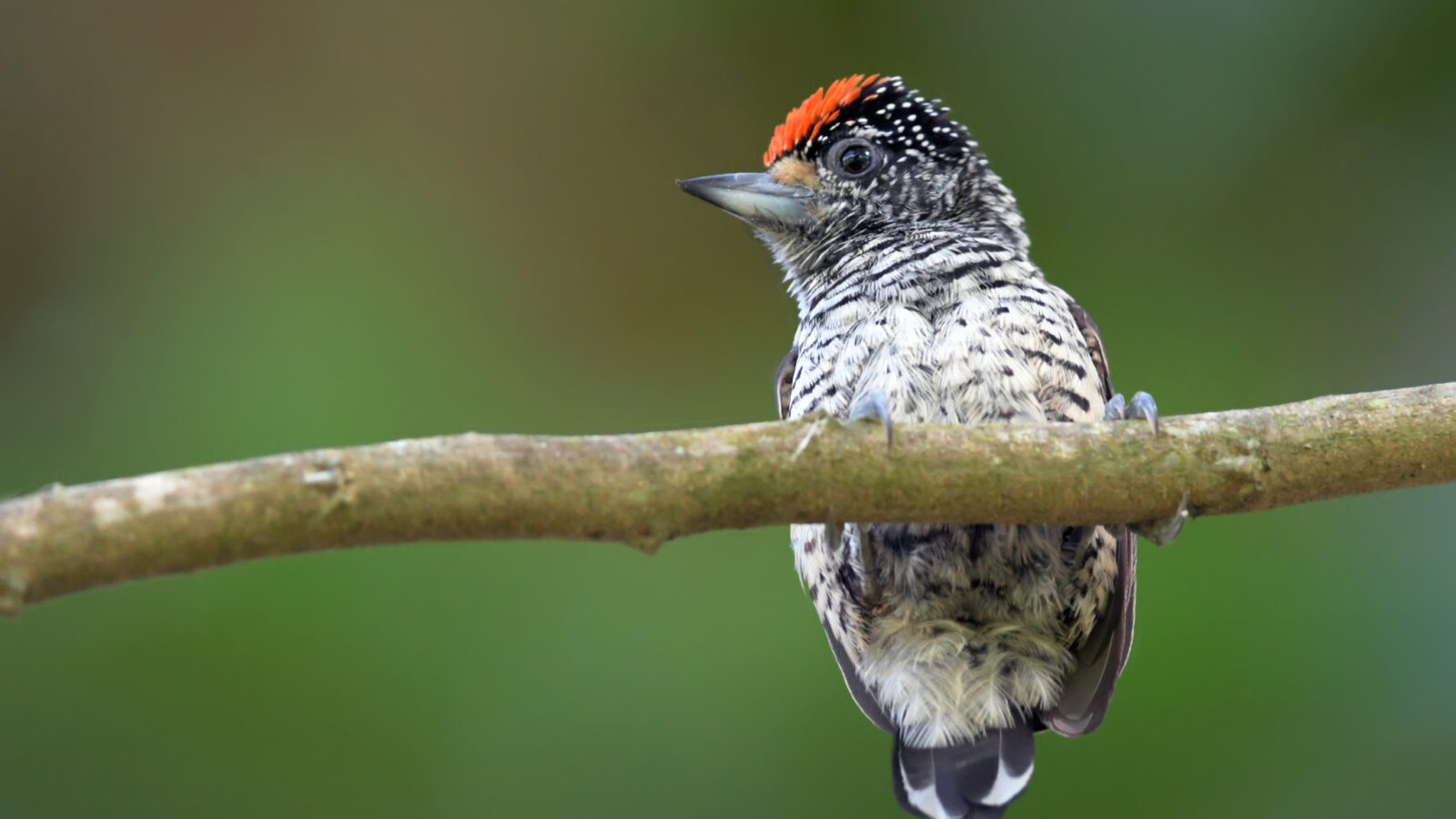 White-bellied Piculet