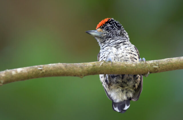 White-bellied Piculet