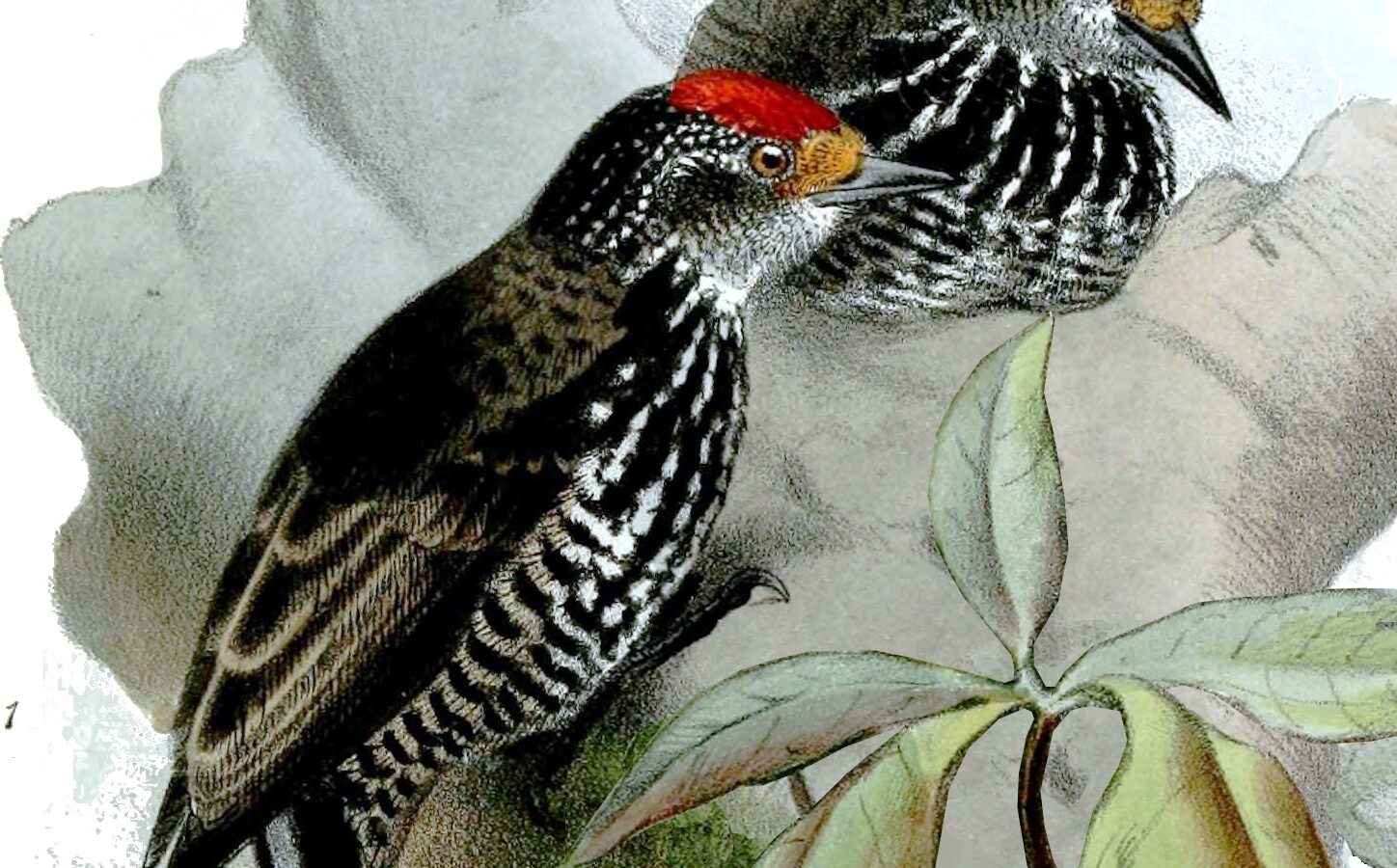 Speckle-chested Piculet