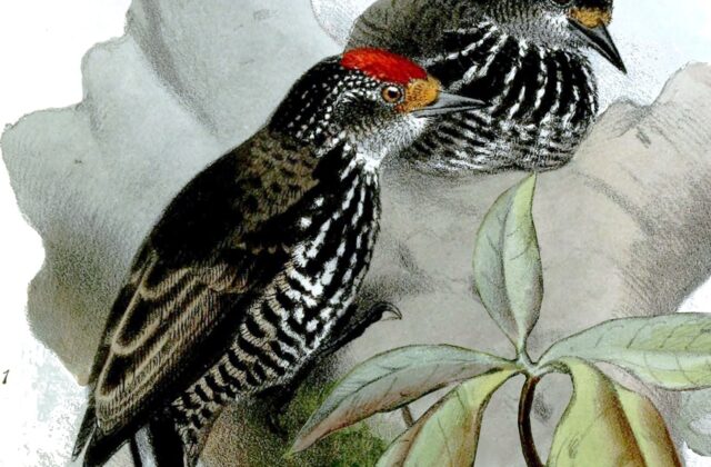 Speckle-chested Piculet