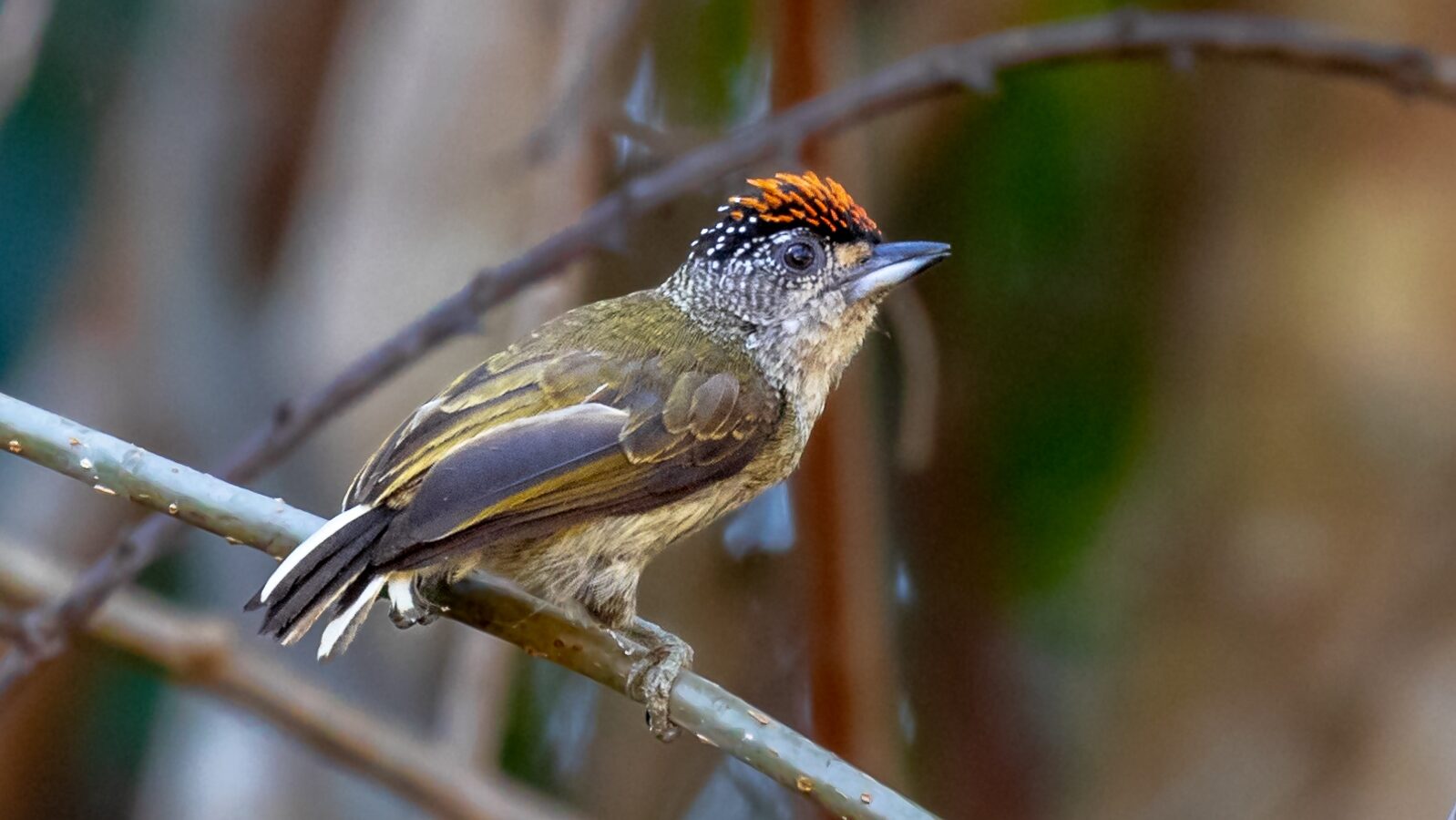 Fine-barred Piculet