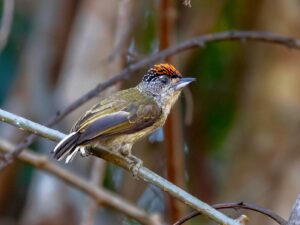 Fine-barred Piculet