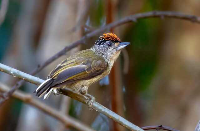 Fine-barred Piculet