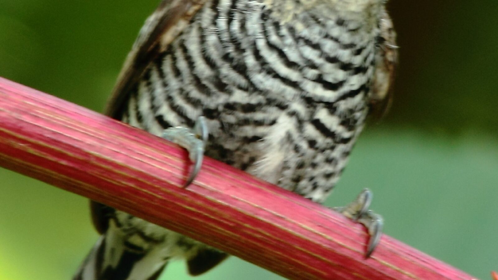 Ochre-collared Piculet