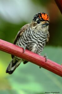 Ochre-collared Piculet