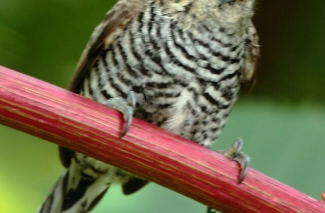 Ochre-collared Piculet