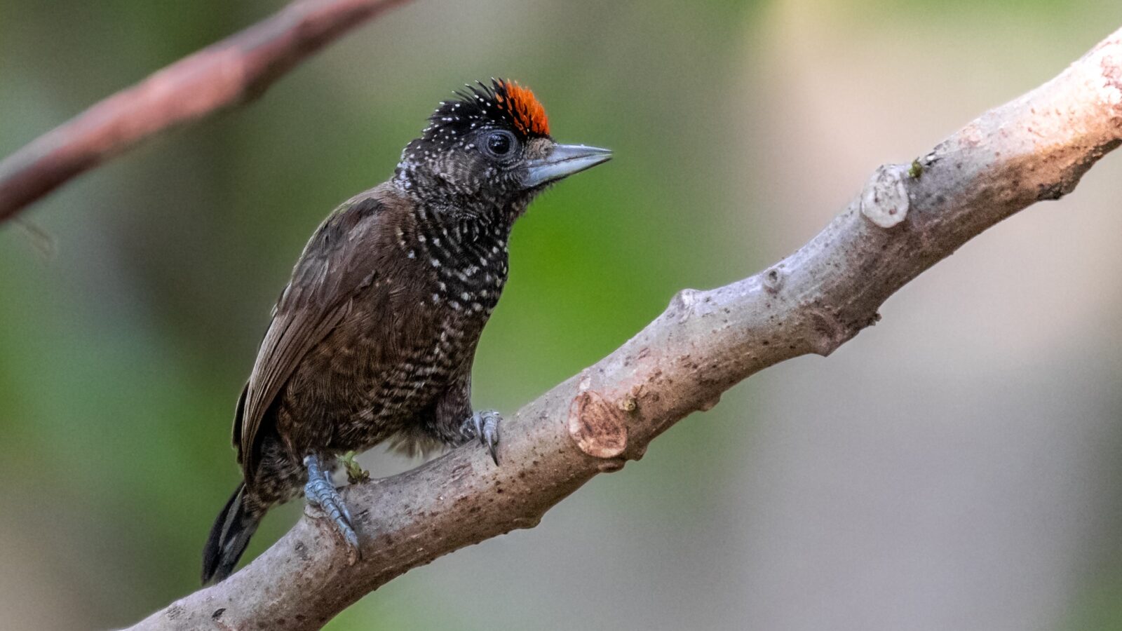 Varzea Piculet