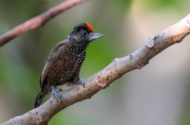 Varzea Piculet