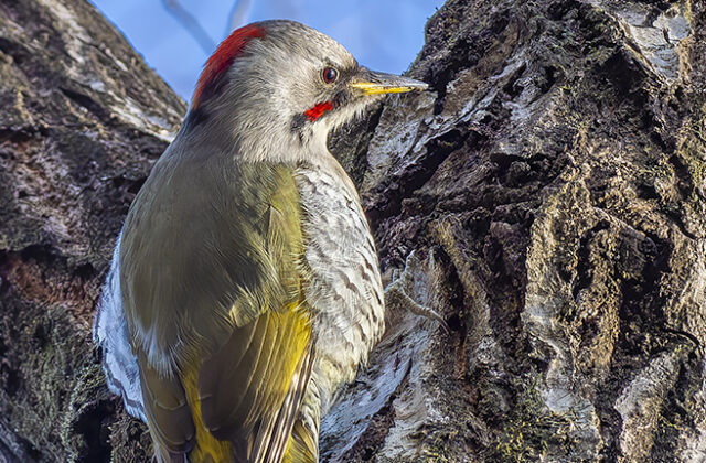 Japanese Green Woodpecker