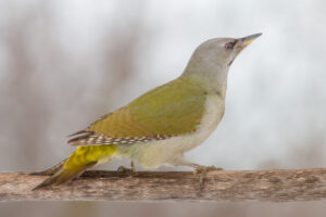 Grey-headed Woodpecker