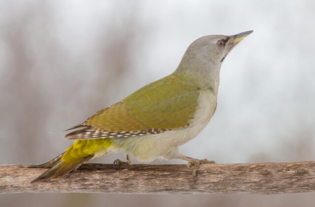 Grey-headed Woodpecker