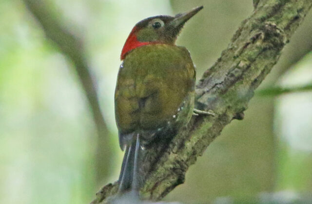 Red-collared Woodpecker