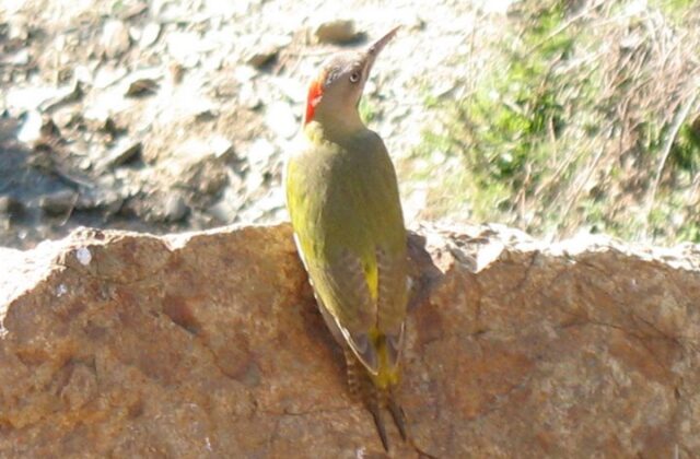 Levaillant’s Woodpecker