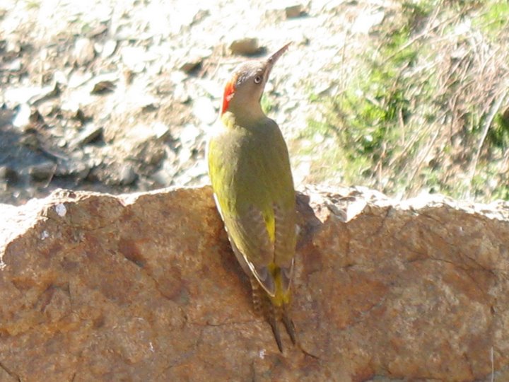 Levaillant’s Woodpecker