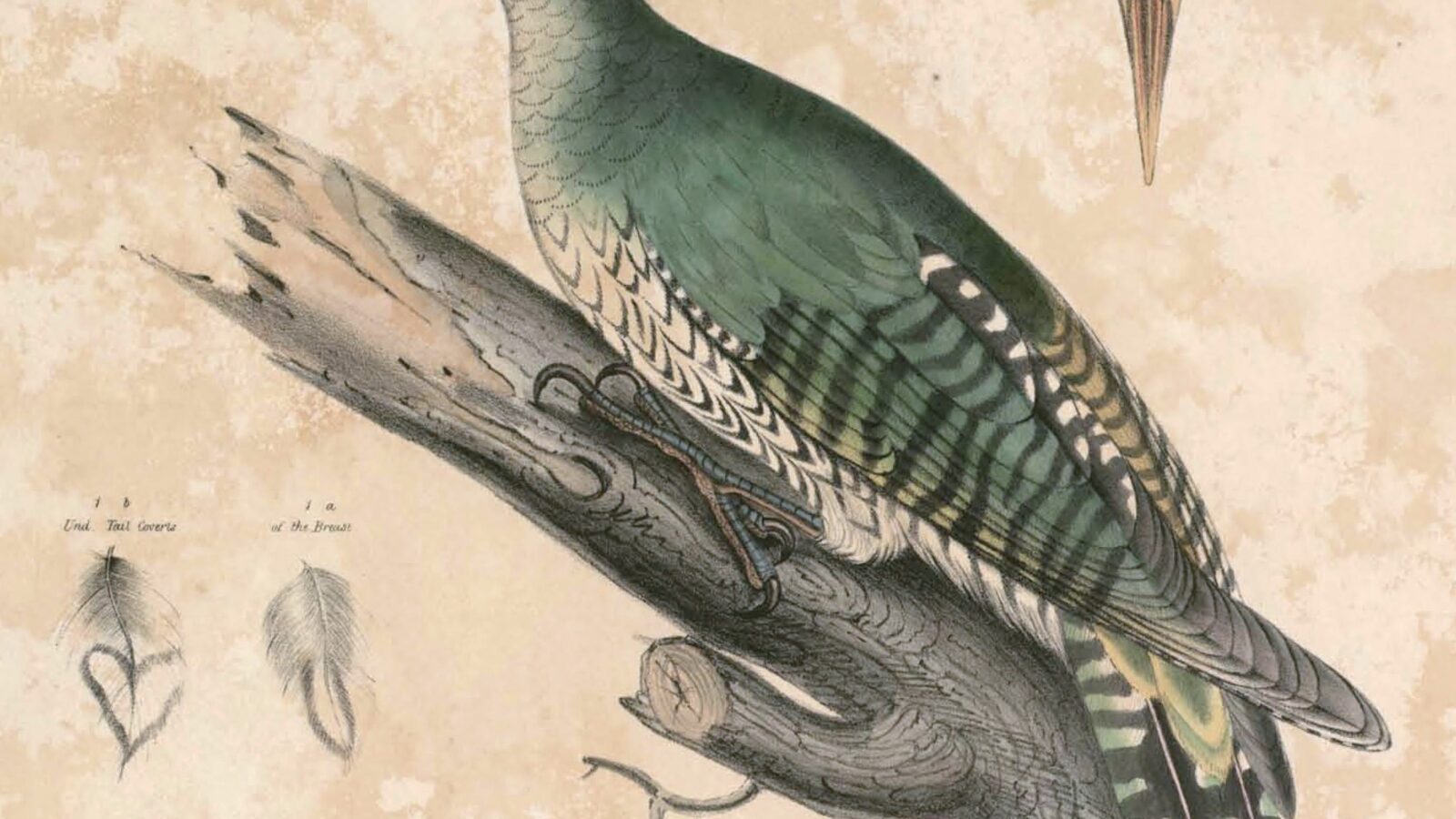Streak-breasted Woodpecker