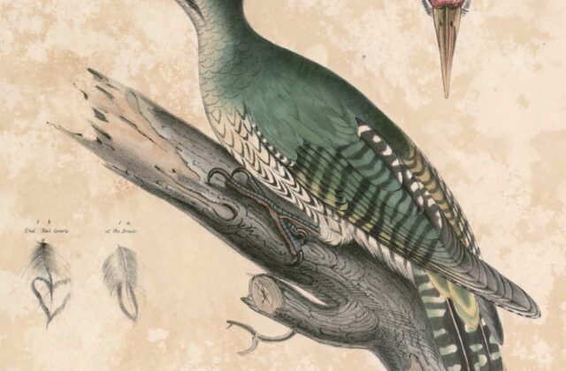 Streak-breasted Woodpecker