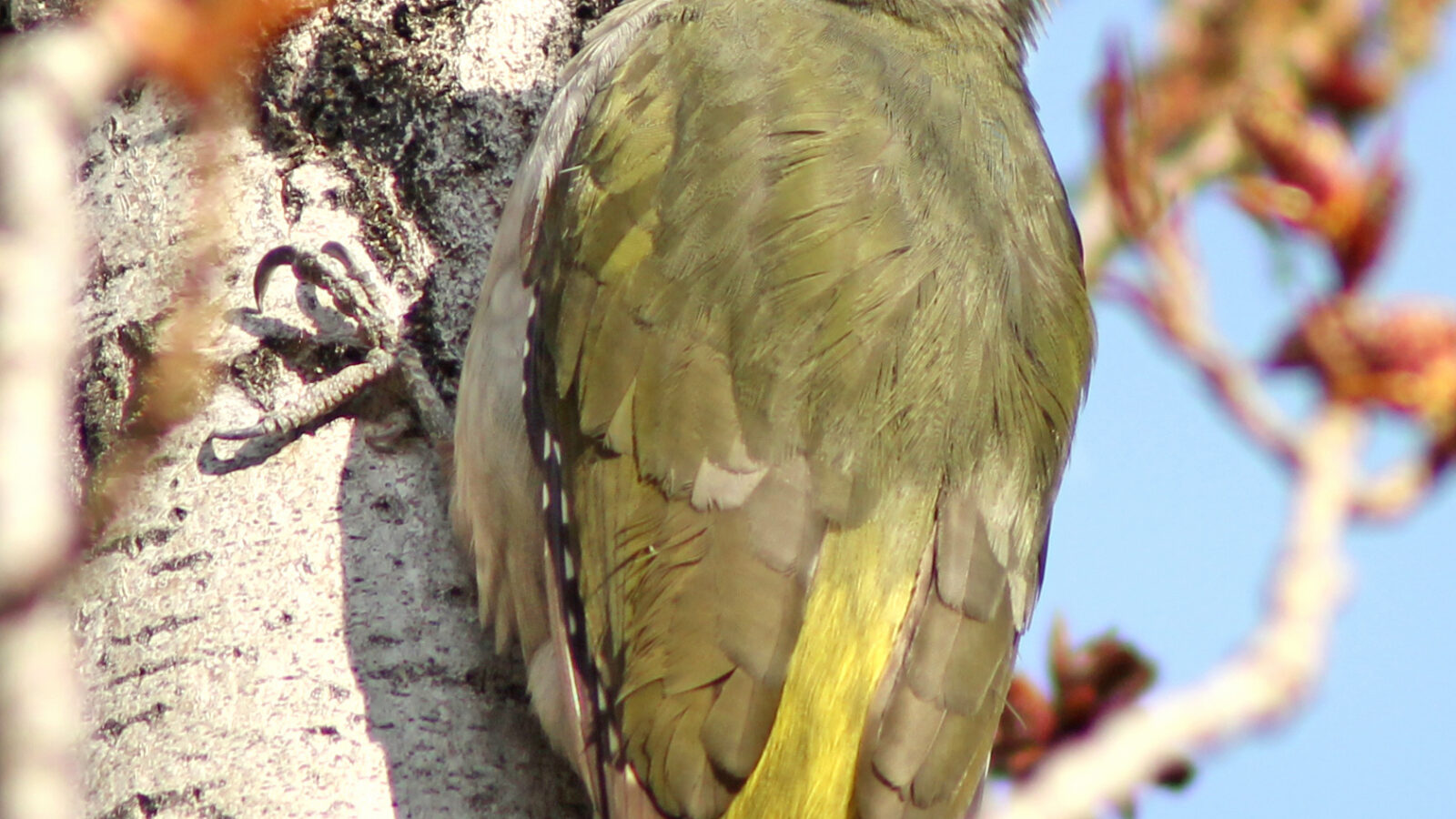 Iberian Green Woodpecker