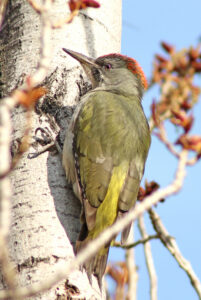 Iberian Green Woodpecker
