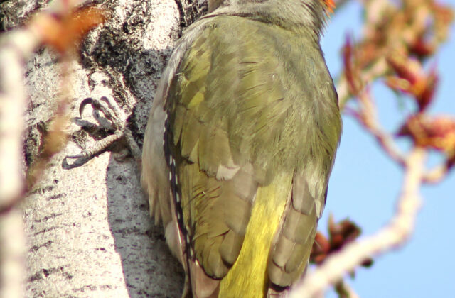 Iberian Green Woodpecker
