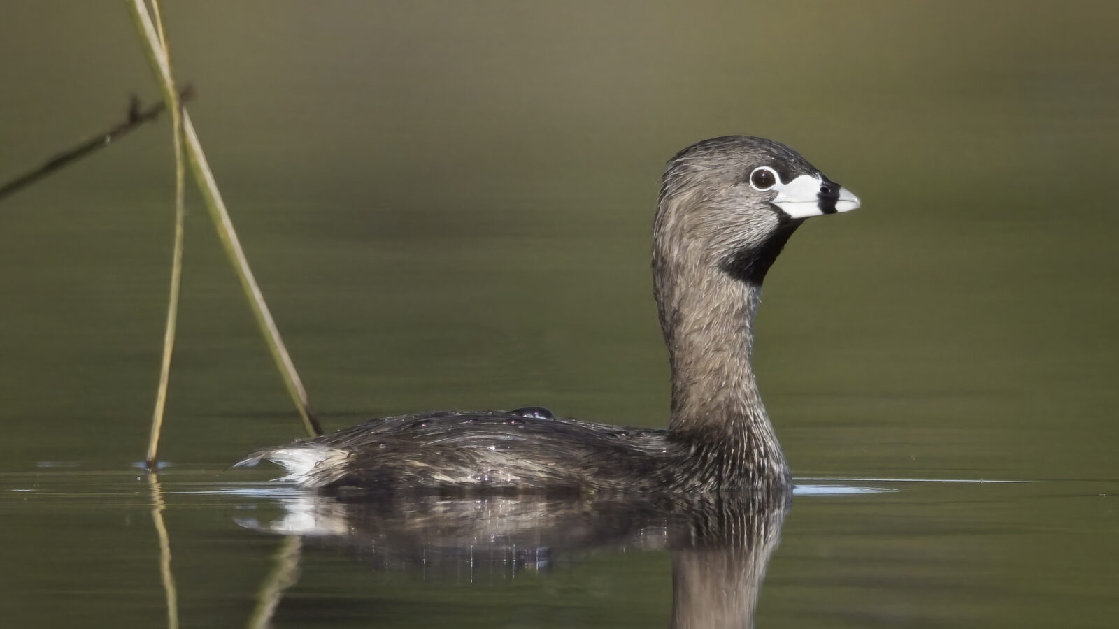 Pied-billed Grebe