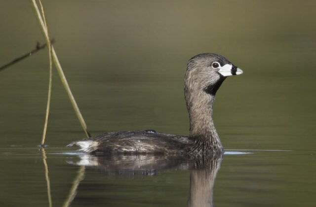 Pied-billed Grebe