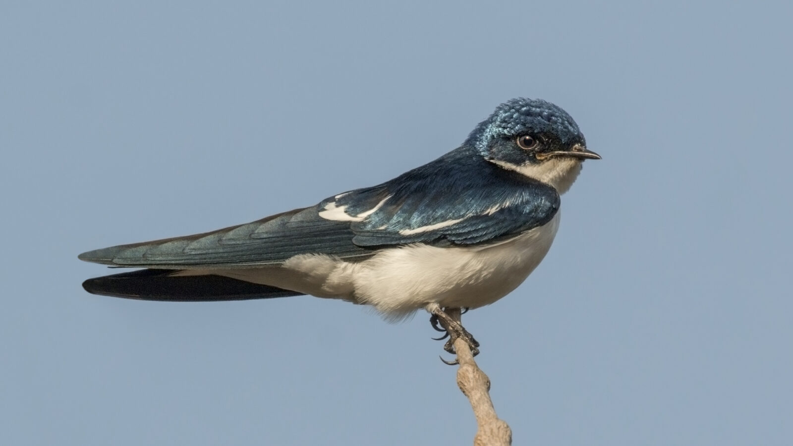 Pied-winged Swallow