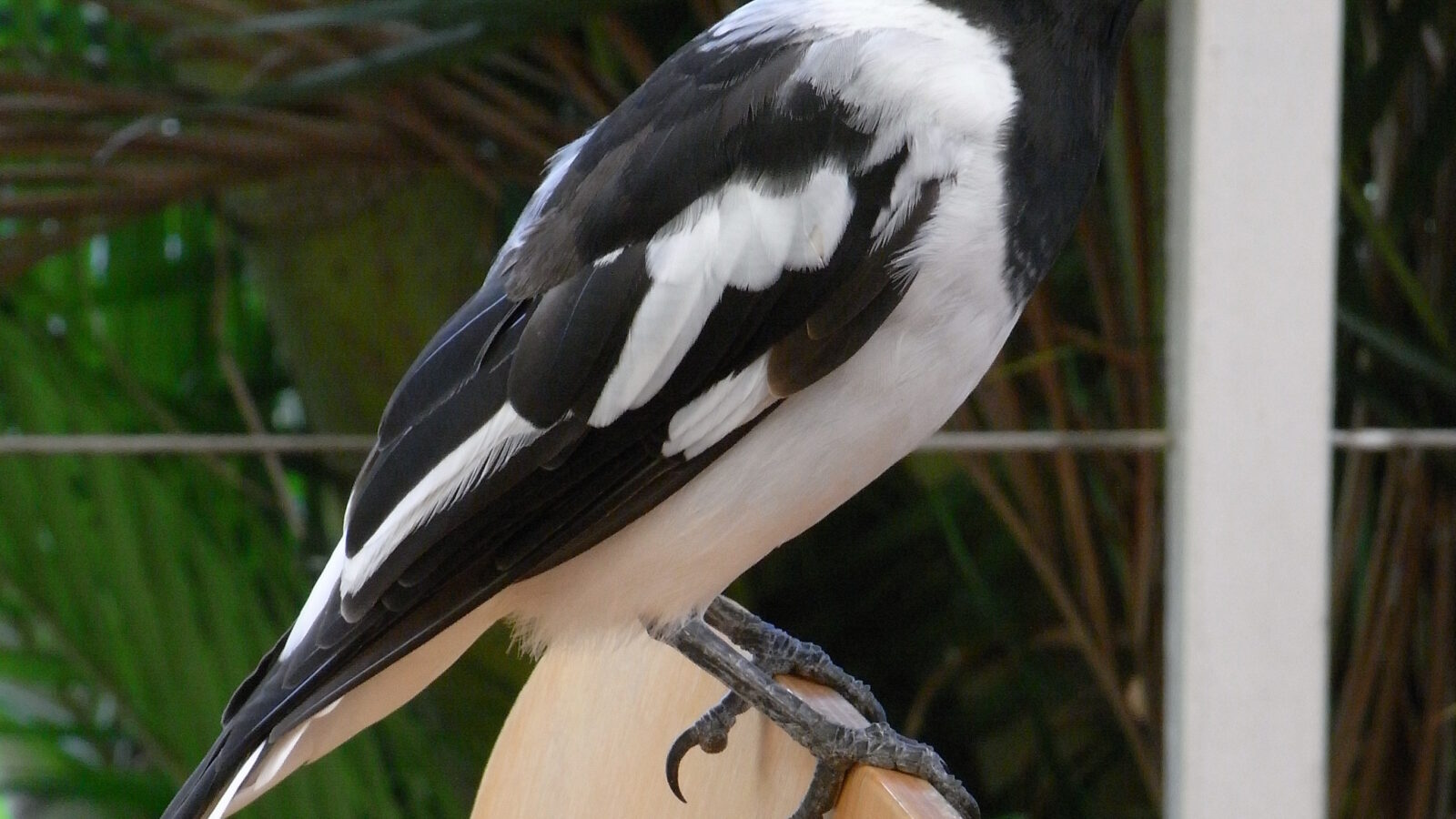 Pied Butcherbird