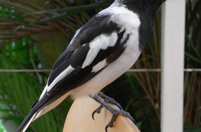 Pied Butcherbird