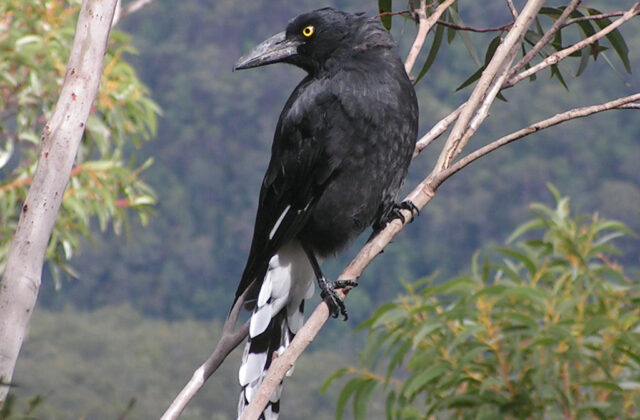 Pied Currawong