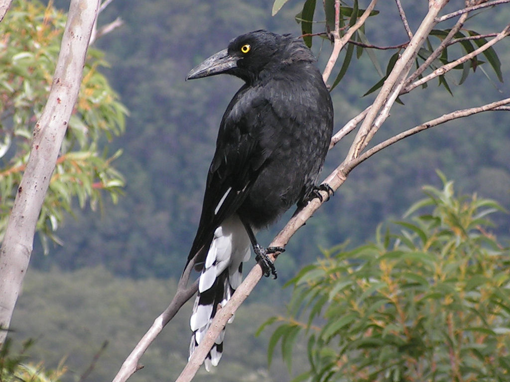 Pied Currawong