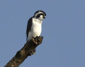 Pied Falconet