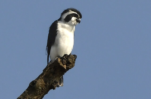 Pied Falconet