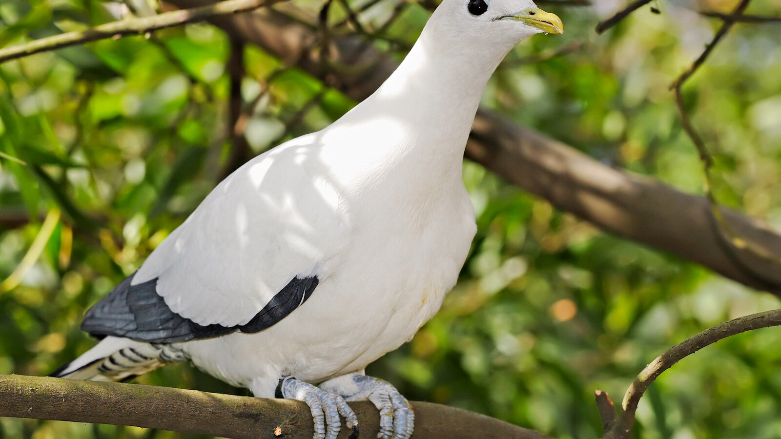 Torresian Imperial Pigeon