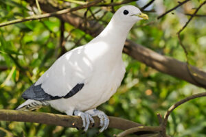 Torresian Imperial Pigeon