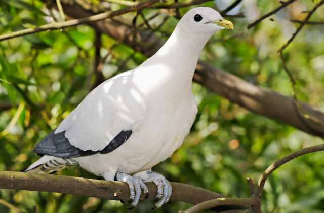 Torresian Imperial Pigeon