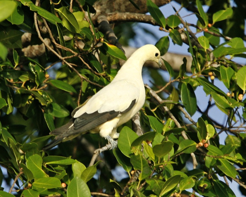 Pied Imperial Pigeon