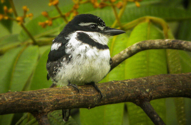 Pied Puffbird