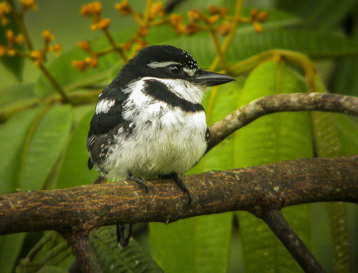 Pied Puffbird