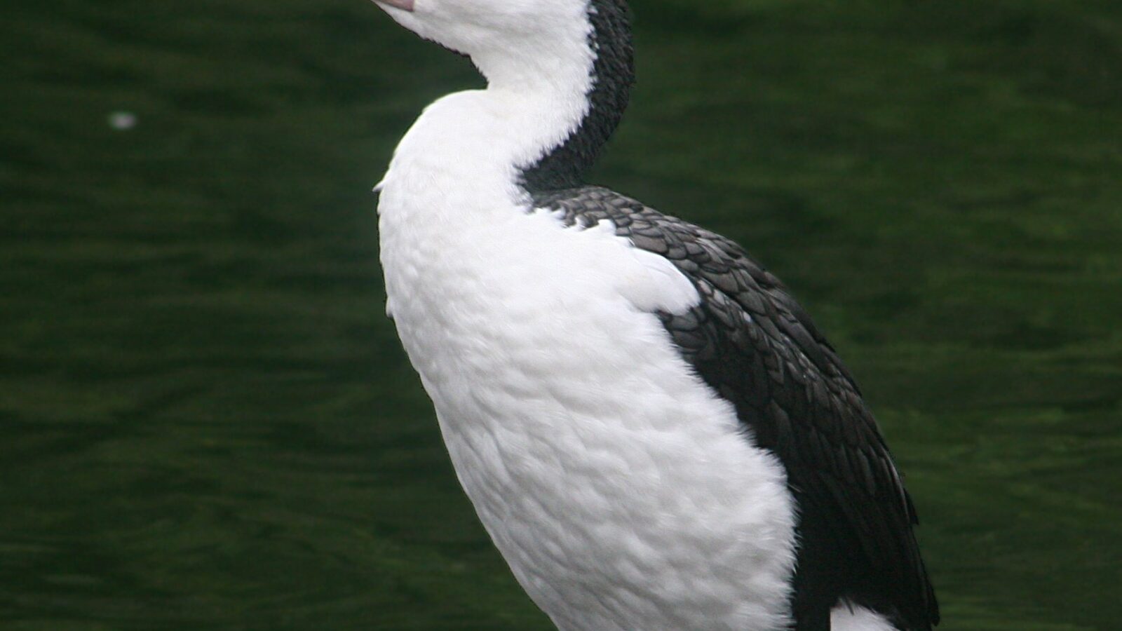Australian Pied Cormorant